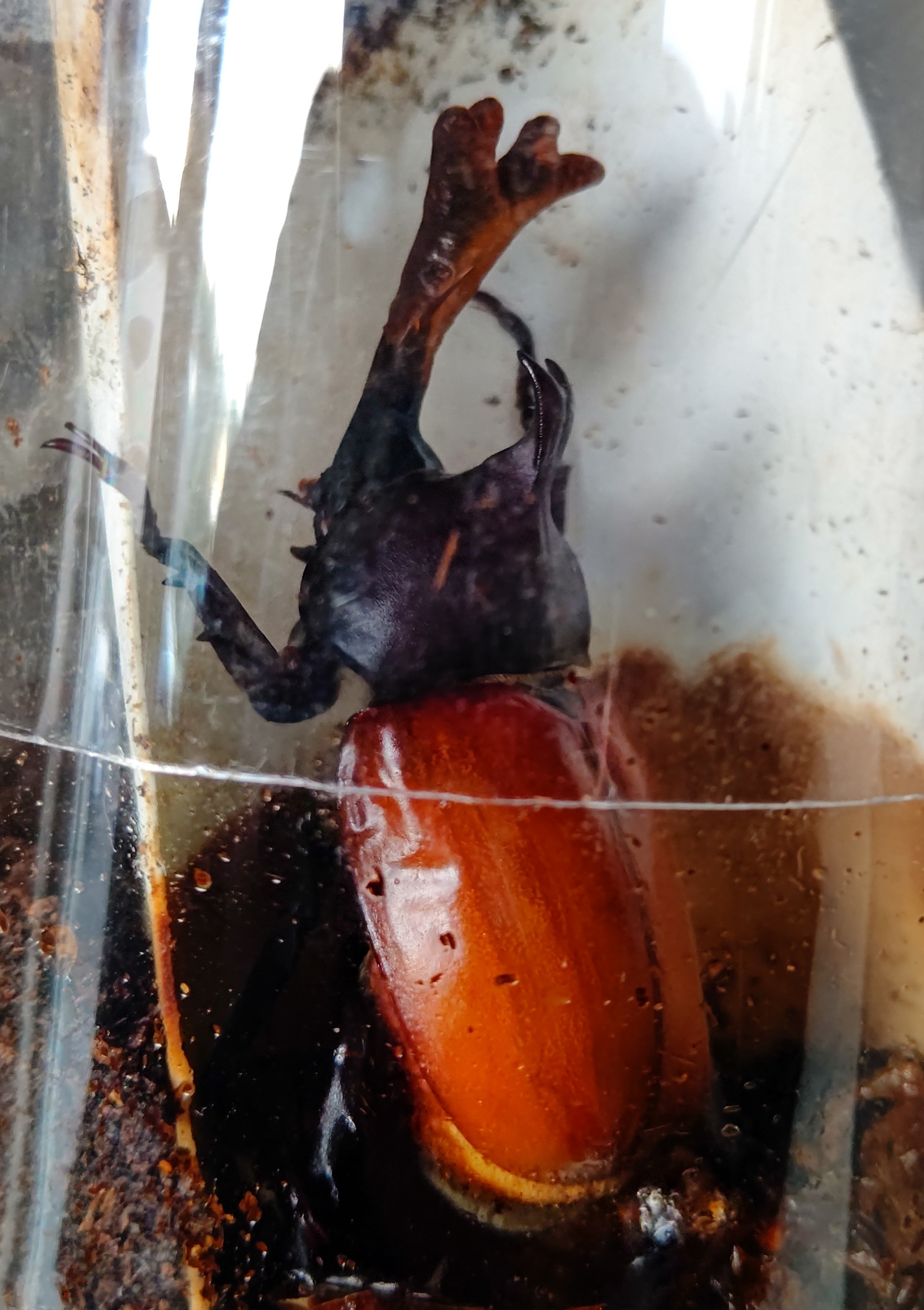 カブトムシ クワガタ 成虫 蛹 幼虫 カブトムシのサナギの飼育！これだけ知っておけばとっても簡単！ | 月虫